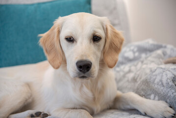 Close up of cute golden retriever puppy sitting on couch cushions looking at camera 