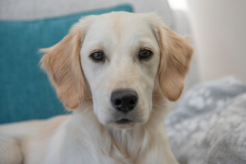 Close up portrait of golden retriever puppy looking straight at camera