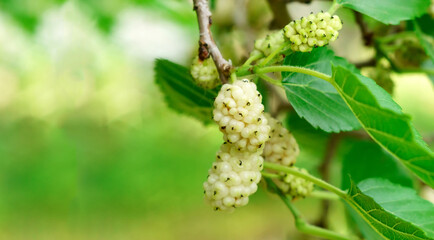 Ripe mulberry close up macro on morus tree branch, close up with selective focus. Copy space