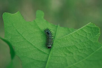 green caterpillar on leaf