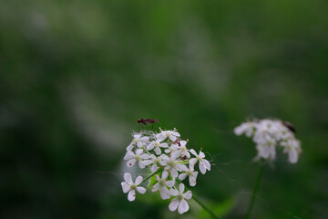 ladybug on flower