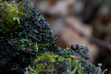 ant on the moss