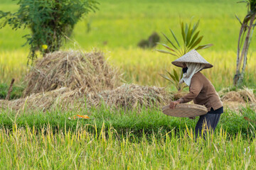 Rice Farming Landscape Scene. A farmer woman working on a paddy field in Asia. 