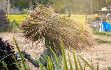 Rice Farming Landscape Scene. A farmer woman working on a paddy field in Asia carrying Rice plants on her head