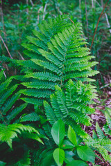 Fototapeta na wymiar fern in the forest
