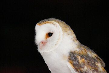 前に身を乗り出すメンフクロウの横顔