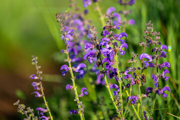 Beautiful flower background. The meadow sage, meadow clary, Salvia pratensis.