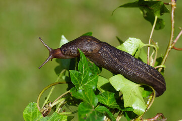 Great gray slug, leopard slug (Limax maximus), family Limacidae crawling over ivy. Spring, Netherlands, May                             