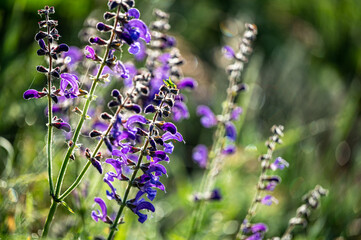 Beautiful flower background. The meadow sage, meadow clary, Salvia pratensis.