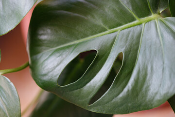 Green tropical leaves Monstera, palm, fern and ornamental plants backdrop.