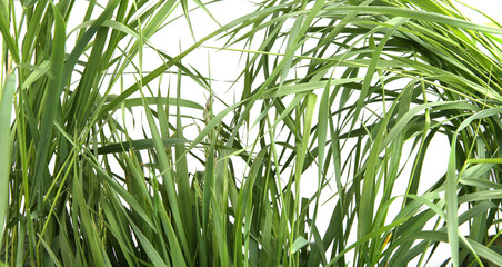 Abstract bunch of green grass isolated on white background. Grass fed, fresh grass foliage.