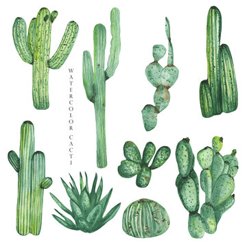 A set of high quality hand painted watercolor elements for your design with succulent plants, cacti and more. Perfect for your project, wedding, greeting card, photos, blogs, wreaths, patterns and mor