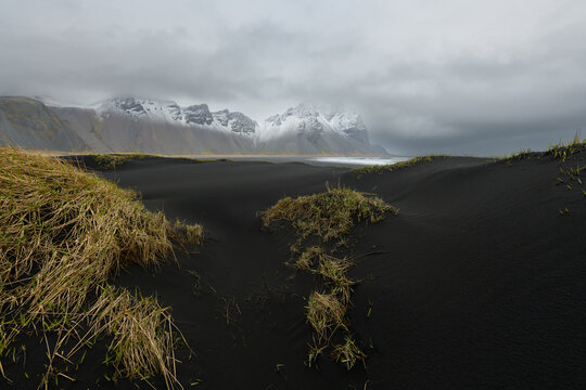 Icelandic black-sand beach dune with yellow tufts of grass, background snow covered mountain, grey sky