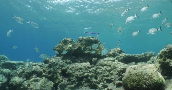 plastic waste underwater bad for fish with sun rays water waves hit to rocks background ocean pollution