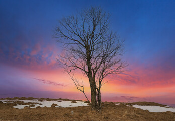 Fototapeta na wymiar dead tree on sunset sky background