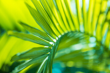 Green leaves background with copy space, close up texture of palm leaf. Sunny tropical garden plant, forest environment, summer growth, freshness, leaf macro. Artistic nature closeup, relaxing natural