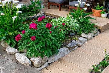 Ornamental plants for garden and pond decoration. Red peonies and white zantedeschia around the...