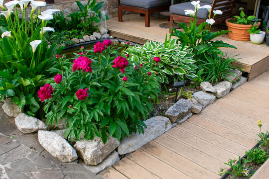Ornamental plants for garden and pond decoration. Red peonies and white zantedeschia around the pond and walkways. A place for rest and relaxation. Patio decoration.