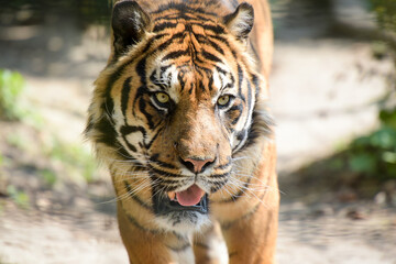 view of a beautiful tiger in a forest environment