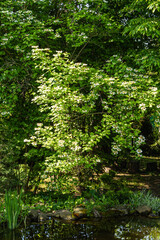 Naklejka na ściany i meble Branches of blooming viburnum or viburnum opulus with beautiful white flowers are bent over dark green water surface of garden pond. Blurred background. Nature concept for design. Selective focus.