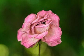 Eine verdorrende verwelkende trockene rosa Rosen-Blüte vor einem dunkelgrünen Hintergrund