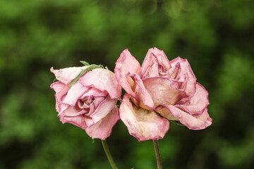 Zwei vertrocknete verwelkte Rosenblüten vor einem natürlichen grünen Hintergrund - Symbol für...
