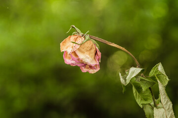 Eine verwelkte vertrocknete Rose mit hängendem Kopf als Symbol für Traurigkeit und...
