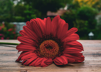 red flower