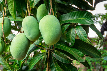 Green mango on the tree