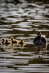 A goose and goslings swimming on a lake, with evening light