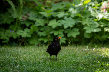 A turdus merula, commonly known as a blackbird, holding an insect in his beak