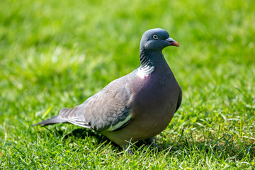 A close up of a wood pigeon in a Sussex garden, with a shallow depth of field