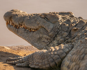 Crocodile in Erindi in Namibia, africa