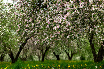 Fototapeta na wymiar Blooming apple trees. White flowers on apple trees in garden. Spring garden with blooming plants.