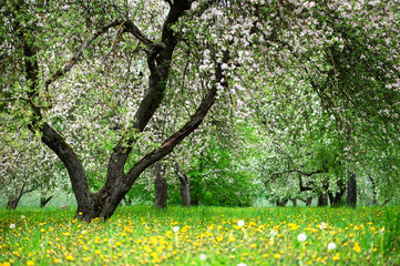 Fototapeta premium Blooming apple trees. White flowers on apple trees in garden. Spring garden with blooming plants.