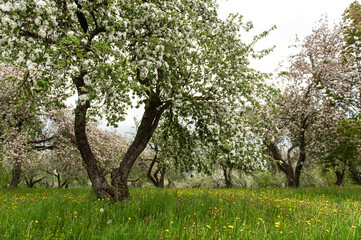 Blooming apple trees. White flowers on apple trees in garden. Spring garden with blooming plants.