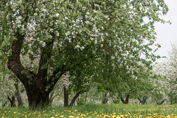 Blooming apple trees. White flowers on apple trees in garden. Spring garden with blooming plants.