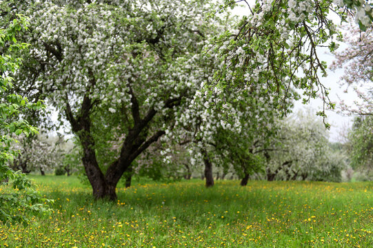 Blooming apple trees. White flowers on apple trees in garden. Spring garden with blooming plants.