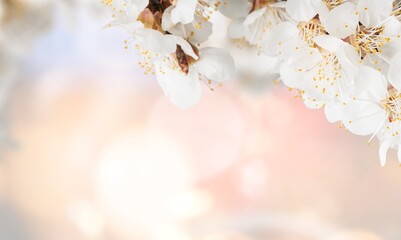 Flowering branches on a blurry bokeh background. Spring concept.