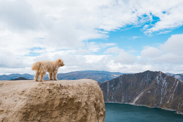 Cute dog on top of a mountain watching a beautiful crater lake, Quilotao of Ecuador