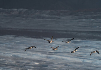 Herd of ducks flying in a row flying over glacier, rear view