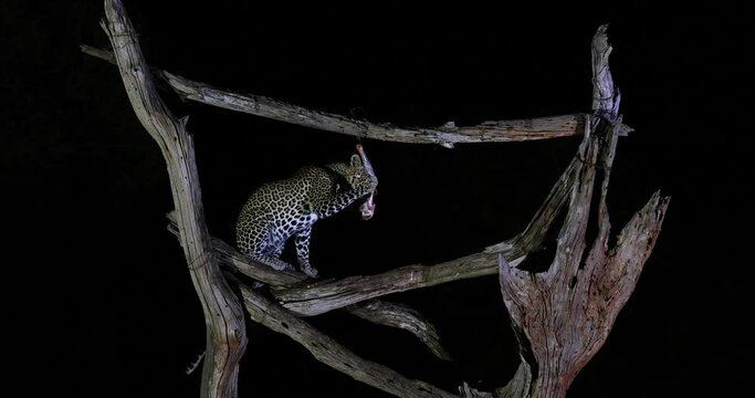 A leopard eats meat at night