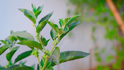 Immunity booster plant, Commonly as ashwagandha Its roots and orange-red fruit have been used for hundreds of years for medicinal purposes
