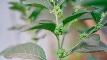 Immunity booster plant, Commonly as ashwagandha Its roots and orange-red fruit have been used for...