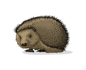 Hedgehog vector illustration. Hedgehog isolated on white background.