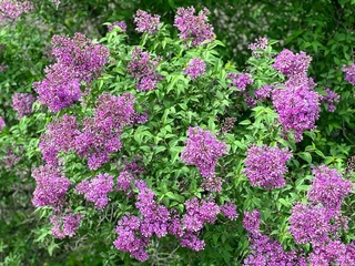 Poster Purple lilac flowers bush in  garden. © OLENA