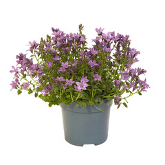 Campanula muralis en pot	