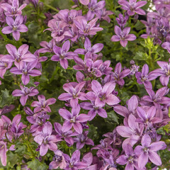 Campanula muralis
