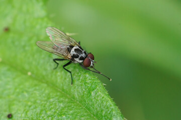 Closeup on a grey black patterned fly, Anthomyia procellaris, Sitting on a green leaf