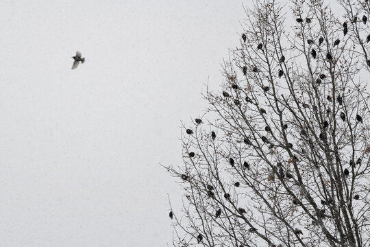 Pájaro solo volando y árbol con arboles en rama un día nevando 